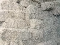 Продаю клевер 3 укос чистый — 照片 2