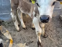 Toro, Swiss cattle — foto 5