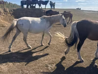 Toychoq, Horse breed — 2-rasm