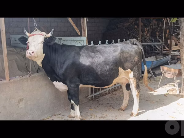 Buqa, Simmental cattle
