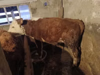 Bulle, Kasachische Weißkopfkuh — Foto 2