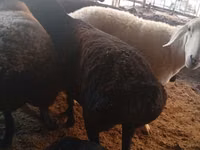 Schaf, Hissar sheep — Foto 8