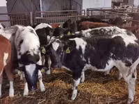 Bulle, Russian Black pied cattle — Foto 1