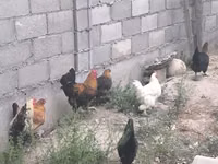 Chickens — Foto 7