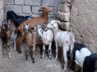 Ziege, Alpine goat — Foto 3