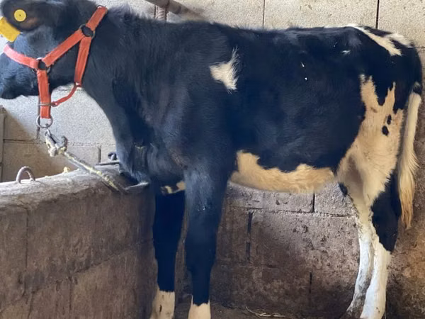 गाय, Russian Black pied cattle — कज़ाखस्तान