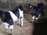 Toro, Russian Black pied cattle — foto 2