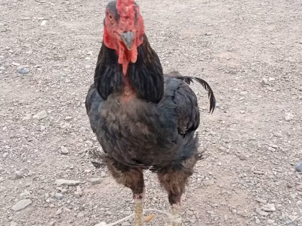 Chickens — Kirgisistan