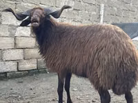Carnero, Red Karaman sheep — foto 1