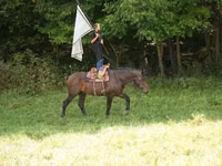 Hengst, Racking Horse — Foto 3