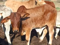 Bovinos (lote, sexo no especificado), Ganado vacuno — foto 2