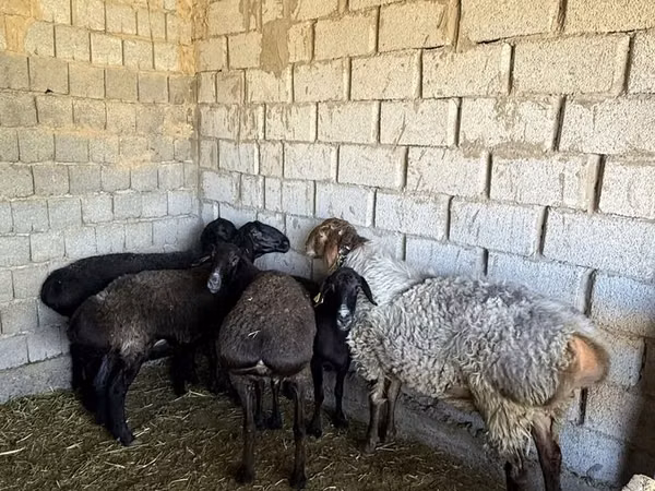 كبش, الأغنام — كازاخستان
