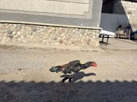 Chickens — Foto 8