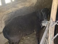 كبش, الأغنام — الصورة 3