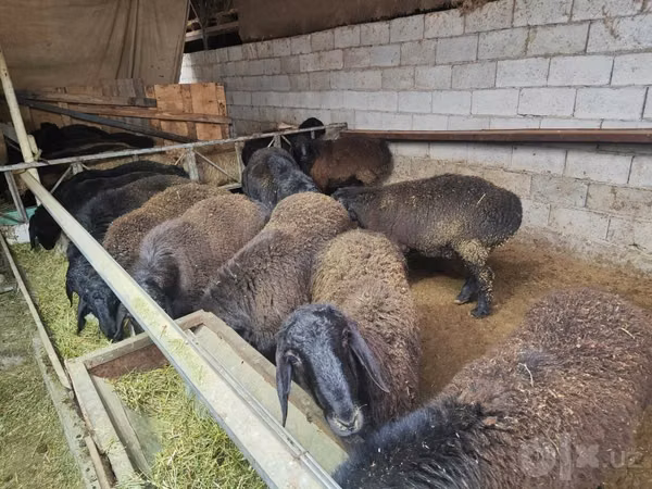 كبش, Edilbay sheep