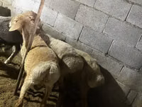 Қошқар, Rhon sheep — 3-сурет
