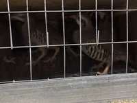 Guinea fowl — Foto 2