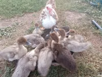 pato criollo doméstico — foto 2