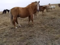 Stute, Horse breed — Foto 1
