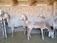 Qoʻy, Arashan sheep — 2-rasm