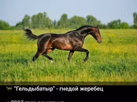Hengst, Akhal-Teke — Foto 4