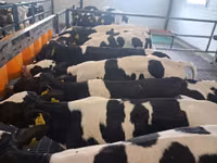 Bulle, Simmental cattle — Foto 8