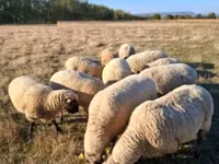 Қошқар, Shroshire sheep — 2-сурет
