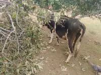 母牛, Simmental cattle — 照片 6