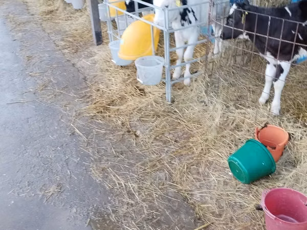 सांड, Swiss cattle