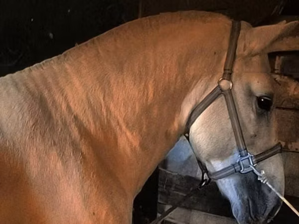 Caballo, Caballos
