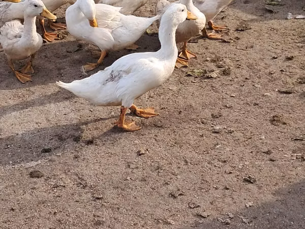 Пекин өрдөгү