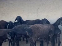 أغنام (دفعة، الجنس غير محدد), الأغنام — الصورة 1