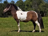 Aygʻir, American shetland pony — 5-rasm