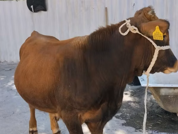 公牛, Swiss cattle — 吉尔吉斯斯坦