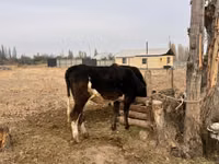 ثور, Russian Black pied cattle — الصورة 3
