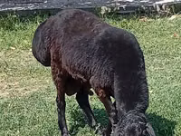 Carnero, Rhon sheep — foto 5