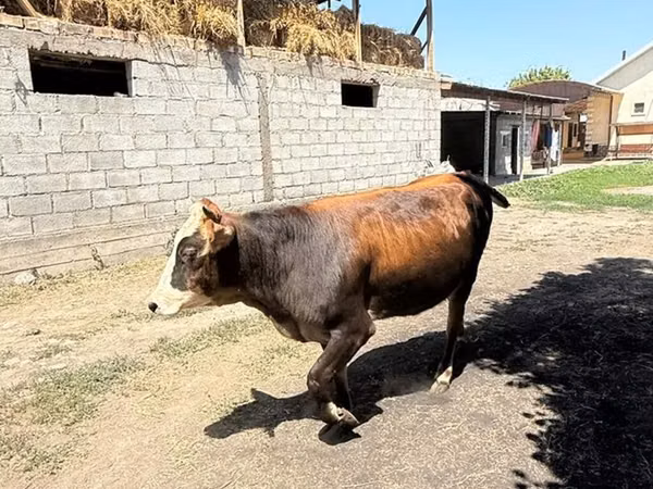 母牛, Swiss cattle — 吉尔吉斯斯坦