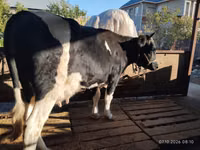 بقرة, Latvian Blue cattle — الصورة 8