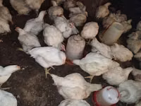 Chickens — foto 4