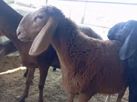 मेढ़ा, Arashan sheep — फ़ोटो 1