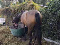 فرس, Thoroughbred horse — الصورة 2