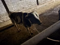 公牛, Latvian Blue cattle — 照片 5