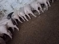 Schweine (Partie, Geschlecht nicht angegeben) — Foto 3