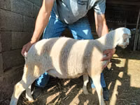 Widder, Dorper sheep — Foto 7
