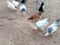 Chickens — Foto 4