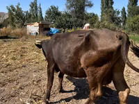 母牛, Cattle — 照片 1