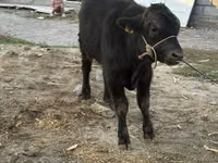 Bulle, Aberdeen-Angus — Foto 3