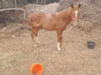 Caballos (lote, sexo no especificado), Caballos — foto 2
