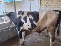 Bulle, Russian Black pied cattle — Foto 5