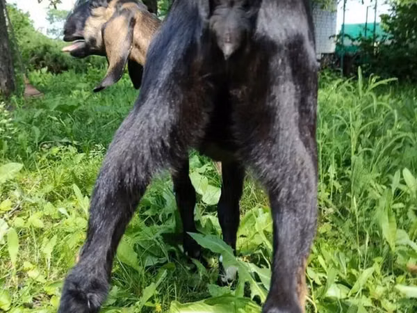 Ziege, Nubian Goat — Kirgisistan